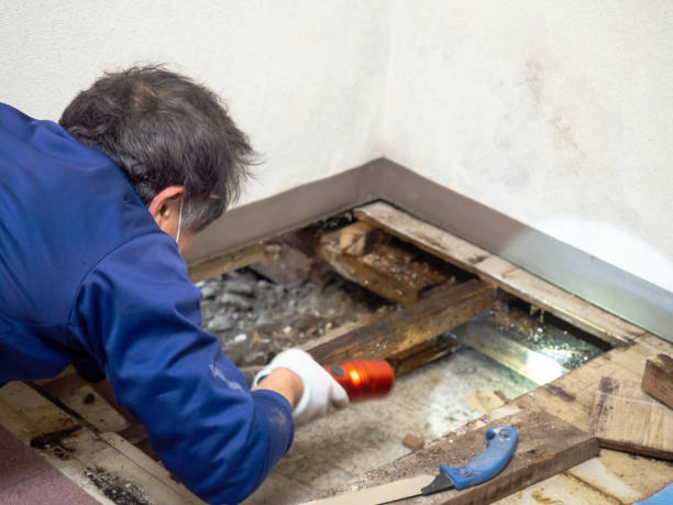 Best Crawl Space Mold Remediation in East Porterville, CA