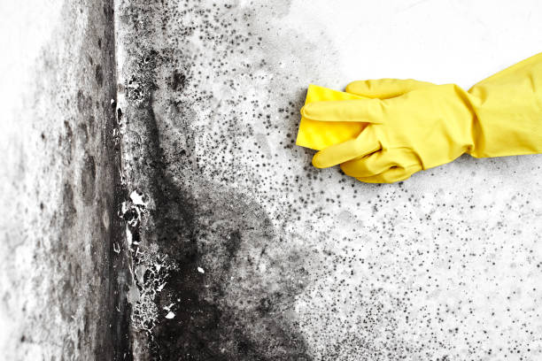 Best Emergency Mold Remediation in East Porterville, CA