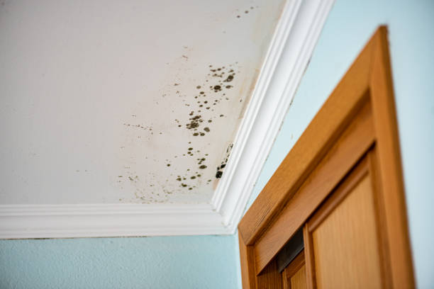 Best Preventive Mold Services in East Porterville, CA