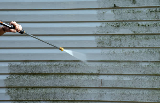 Best Black Mold Remediation in East Porterville, CA
