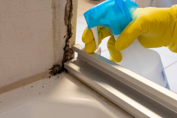 Best Basement Mold Remediation in East Porterville, CA