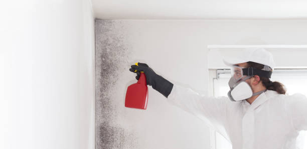 Best Mold Testing and Inspection Services in East Porterville, CA