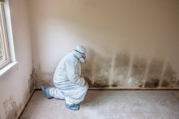 Best Mold Testing and Inspection Services in East Porterville, CA