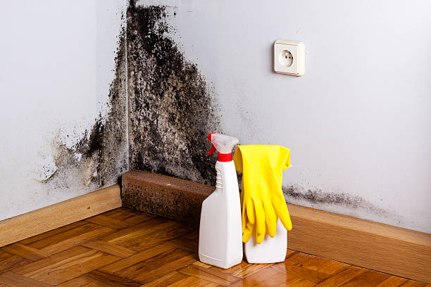 Best Insurance-Related Mold Remediation in East Porterville, CA